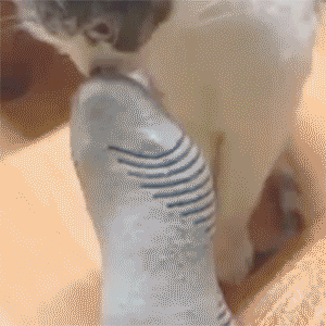 【おもしろ画像】かわいい猫のおもしろハプニング画像を集めてみましたｗｗｗ 16