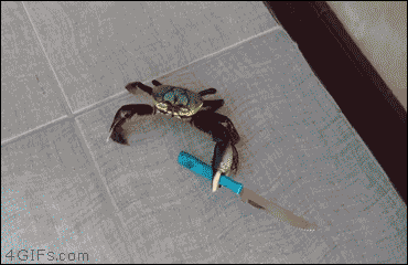 【ハプニングGIF画像】動物のハプニングが可愛すぎてキュン死にしそうｗｗ 05