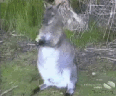 【動物ハプニングGIF画像】思わずにやけてしまう動物たちのハプニングが可愛すぎｗｗ 03