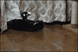 【動物ハプニングGIF画像】思わずにやけてしまう動物たちのハプニングが可愛すぎｗｗ 06