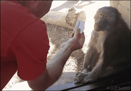 【動物ハプニングGIF画像】思わずにやけてしまう動物たちのハプニングが可愛すぎｗｗ 22
